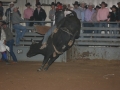 BULLS & BABES 2015 038